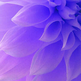The Art Of Marilyn Ridoutt-Greene - Dream The Art Of Marilyn Ridoutt-Greene - Dream