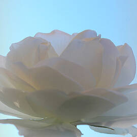The Art Of Marilyn Ridoutt-Greene - Pureness The Art Of Marilyn Ridoutt-Greene - Pureness