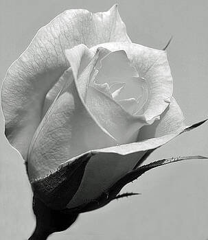rose bud black single women 23 uplifting rose tattoos for women a large withering rose looks down at a gracefully blooming rose bud in this a beautiful black rose blooms on the side of. rose bud black single women 23 uplifting rose tattoos for women a large withering rose looks down at a gracefully blooming rose bud in this a beautiful black rose blooms on the side of.