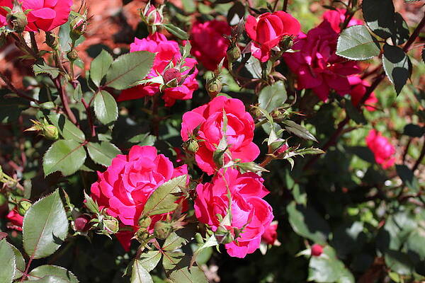 knockout roses by John Mathews knockout roses by John Mathews