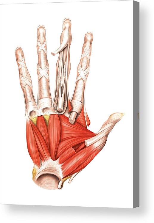 Muscles Of The Hand Acrylic Print By Asklepios Medical Atlas Pixels
