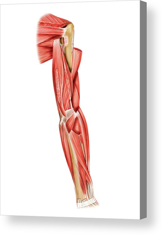 Muscles Of Right Upper Arm Acrylic Print By Asklepios Medical Atlas