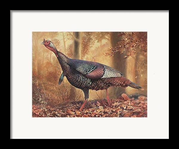 Wild Turkey Framed Prints Wild Turkey Framed Art And Wild Turkey