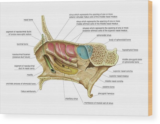 Paranasal Sinuses Wood Print By Asklepios Medical Atlas
