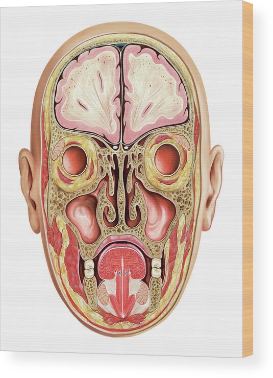Paranasal Sinuses Wood Print By Asklepios Medical Atlas Pixels