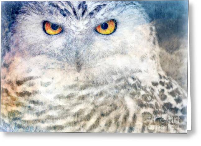 Snowy Owl Greeting Card by WBK