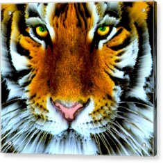 Sebastian, Bengal Tiger Acrylic Print by Wbk