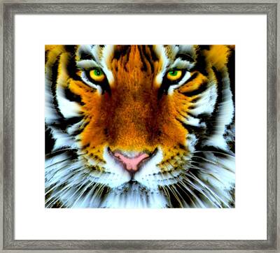 Sebastian, Bengal Tiger Framed Print by Wbk