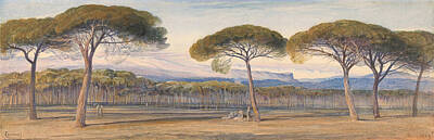 Edward Lear Drawing - A View Of The Pine Woods Above Cannes by Edward Lear