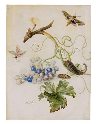 Henstenburgh Drawing - A Grape Vine With Moths And Larvae by Anton Henstenburgh