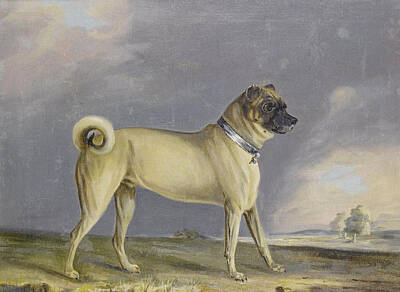 Henry Bernard Chalon Painting - A Pug Dog by Henry Bernard Chalon