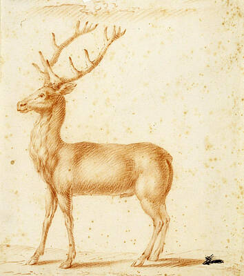  Drawing - A Stag by Johann Heinrich Roos