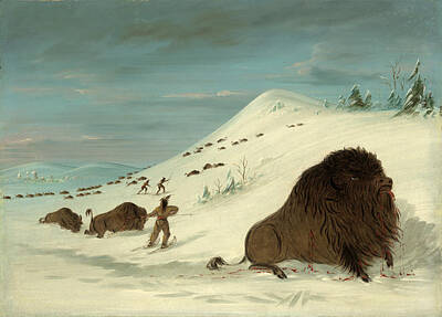  Painting - Buffalo Lancing In The Snow Drifts. Sioux by George Catlin