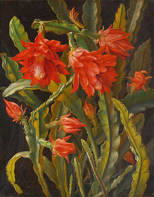 Cactus Painting - Christmas Cactus by Christian Mollback