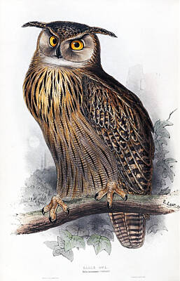 Edward Lear Drawing - Eagle Owl. Bubo Maximus by Edward Lear