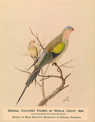 Parrot Drawing - Princess Parrot. Polytelis Alexandrae by Neville Henry Penniston Cayley