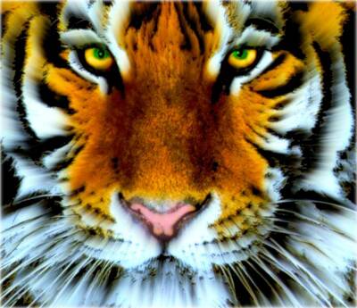 Sebastian, Bengal Tiger Print by Wbk