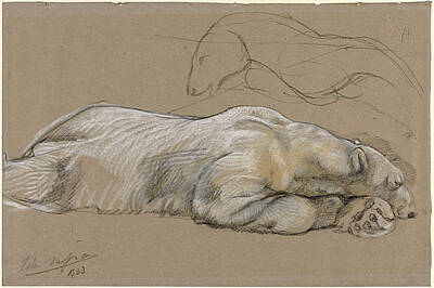 Bear Drawing - Studies Of A Recumbent Polar Bear by John Macallan Swan