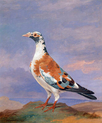 Pigeon Painting - Studies Of Carrier Pigeon by Dean Wolstenholme