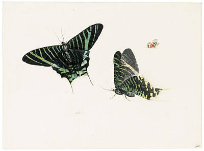 Henstenburgh Drawing - Studies Of Two Butterflies Urania Leilus And Another Smaller Butterfly by Anton Henstenburgh
