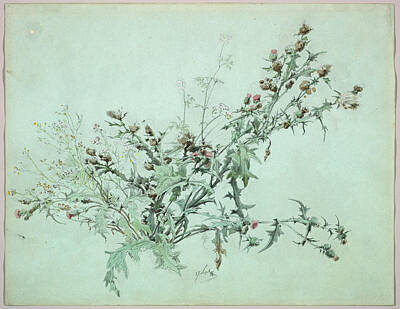  Drawing - Study Of A Flowering Thistle Carl by Carl Graeb