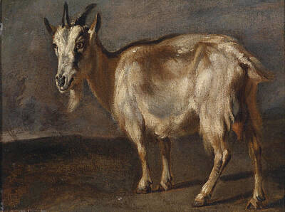 Pieter Boel Painting - Study Of A Goat by Pieter Boel