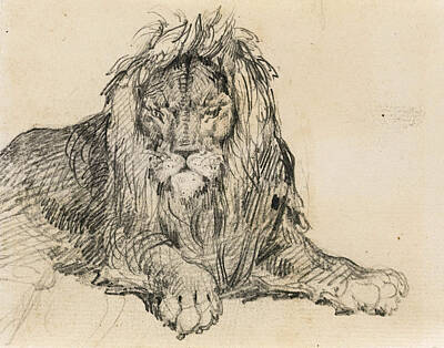 Gericault Drawing - Study Of A Lion by Theodore Gericault
