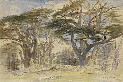 Edward Lear Drawing - The Cedars Of Lebanon by Edward Lear