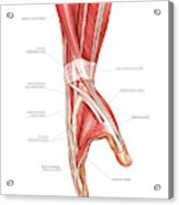 Forearm And Hand Muscles By Asklepios Medical Atlas