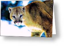 A Cougar In Winter Greeting Card by Wbk