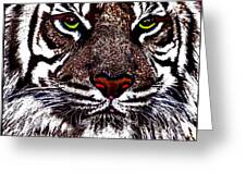 White Bengal Greeting Card by Wbk
