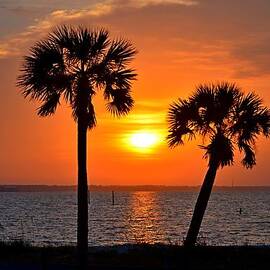 0602 Pair of Palms at Sunrise by Jeff at JSJ Photography