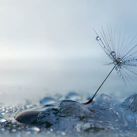 A Blue Morning by Heidi Westum