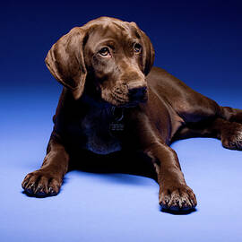 A German Shorthaired Pointer Sitting by Tom Bol