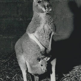A HAPPY EVENT FOR THE SEX KANGAROO'... BABY NAMED 'NICH0LAS' - AFTER THE BRACT OFFSPRING. by Retro Images Archive