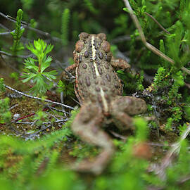 A Juvenile Western Toad