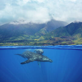 A Split Image Of A Pair Of Humpback by Dave Fleetham