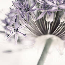 Allium flower detail by Elena Elisseeva