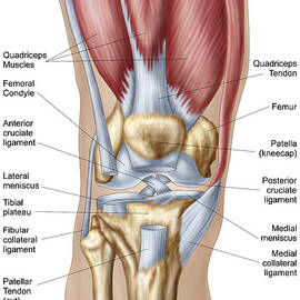 Anatomy Of Human Knee Joint