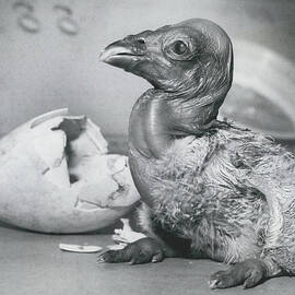 ANDEAN CONDOR less than 24 hours old, after it hatched at New Yorks Bronx Zoo. by Retro Images Archive