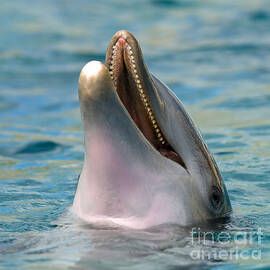Atlantic Bottlenose Dolphin by Millard H. Sharp
