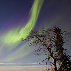 Aurora Borealis Over The Yukon River by Joseph Bradley