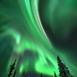 Aurora In A Frozen Forest In  Kiruna by David Clapp