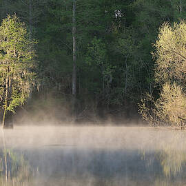 Bald Cypress And Willows On Foggy by JEFFREY LEPORE