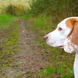 Beagle in a field looking out by Fizzy Image