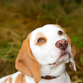 Beagle in a field looking up by Fizzy Image