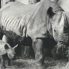 Birth of a rhinoceros in the zoo of Zurich. by Retro Images Archive
