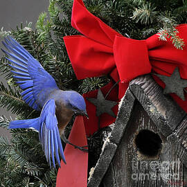 Bluebird Christmas Wreath