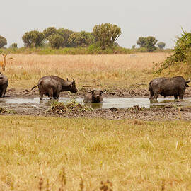 Buffaloes In Queen Elizabeth National by 1001slide