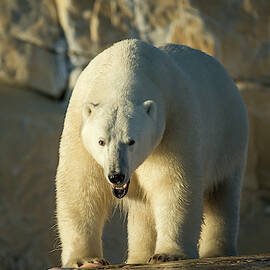 Canada, Nunavut Territory, Polar Bear by Paul Souders